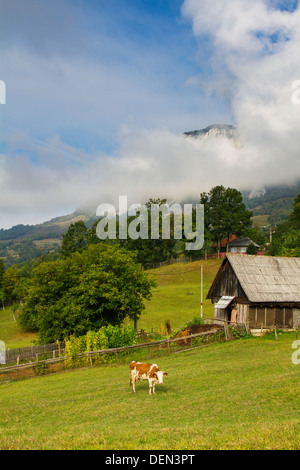 Mattinata estiva del paesaggio in Apuseni Mountains-Romania Foto Stock