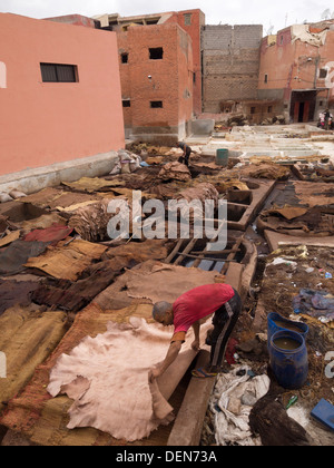 Uomo al lavoro in Cuoio concia in Marrakech, Marocco Foto Stock