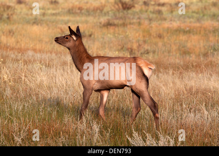 Alert elk vitello in autunno prato nome latino Cervus canadensis nome comune del Rocky Mountain elk Foto Stock