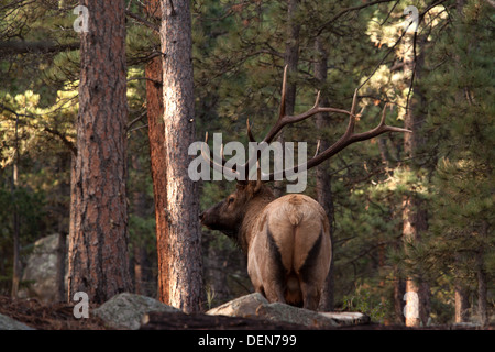 Grandi bull elk si spostano in legno nome latino Cervus canadensis nome comune del Rocky Mountain elk Foto Stock