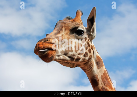 Ritratto di una giraffa (Giraffa camelopardalis) contro un cielo blu con nuvole Foto Stock