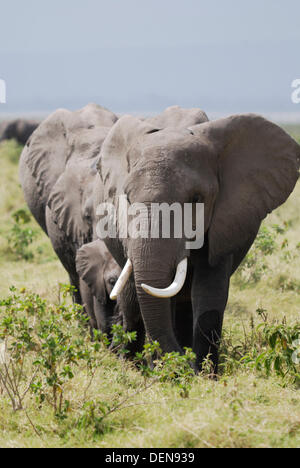 Allevamento di bush africano Elefante o Savana Africana Elefante africano (Loxodonta africana). Amboseli National Park. Kenya. Africa Foto Stock