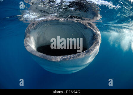 Squalo Balena, Rhincodon typus, di fronte alla fotocamera. Yucatán Penisola, Messico, Caraibi mare Foto Stock