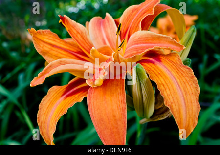 Bel colore arancione daylily fiore. Hemerocallis fulva. Daylilies nel giardino. Foto Stock