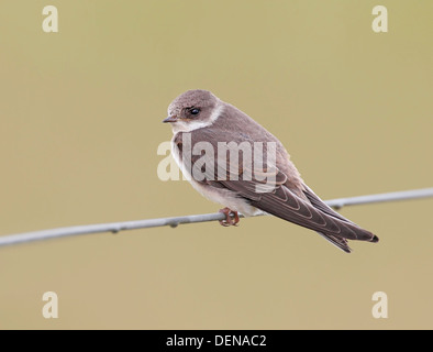 Sabbia a collare martin (Riparia Riparia) appollaiato sul filo di recinzione, Norfolk, Inghilterra, Regno Unito, Europa Foto Stock