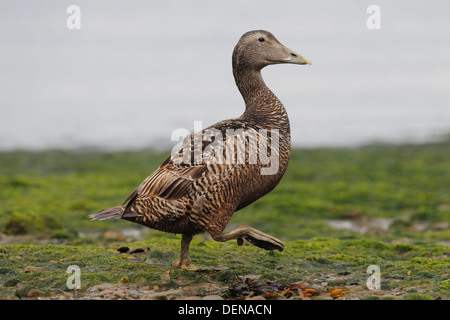 Eider comune (Somateria mollissima) femmina adulta camminando sulle alghe, Northumberland, England, Regno Unito, Europa Foto Stock