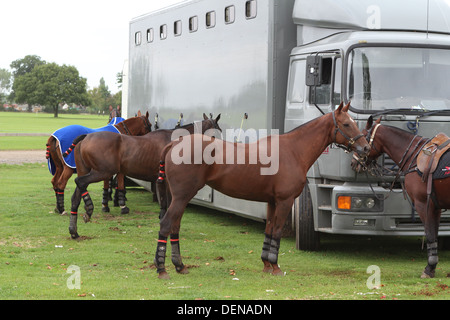 Berkshire, Regno Unito. Il 21 settembre 2013. Royal County of Berkshire Polo Club - Oman aria Trofeo Lambourne cavalli in attesa per match Foto Stock