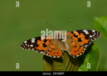 Un dipinto di Lady butterfly appoggiata su una foglia e visualizzando la sua upperwings. Foto Stock