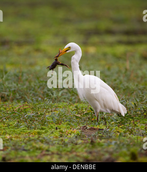 Egret con rana Foto Stock