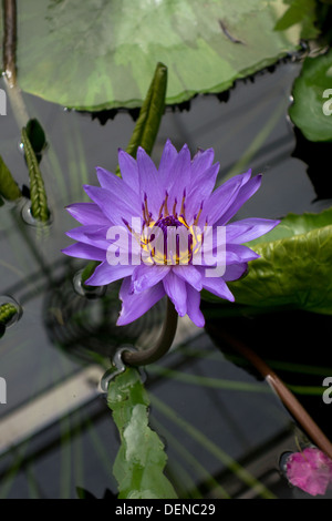 Direttore George T Moore - Nymphaea giglio di acqua Foto Stock