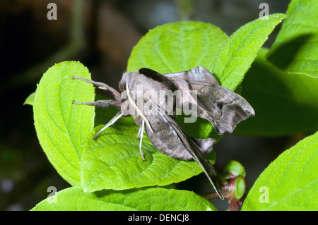 Il PIOPPO Hawk moth appollaiato sulla lamina Foto Stock