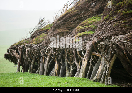 Tree piegati dal vento sulla costa di Catlins nell isola del sud della Nuova Zelanda Foto Stock