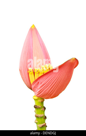 Banana ornamentali, fiori di banana Foto Stock