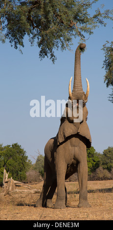 Elephant raggiungendo fino Foto Stock