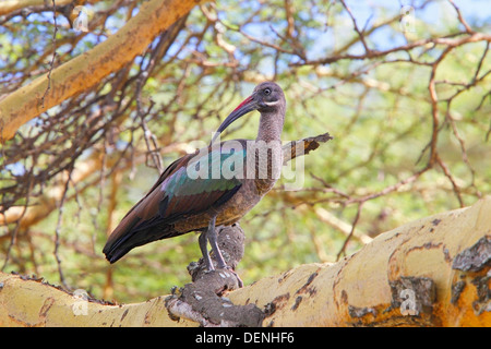 Ibis hadada (Bostrychia hagedash) adulto arroccato nella struttura ad albero, Kenya, Africa orientale Foto Stock
