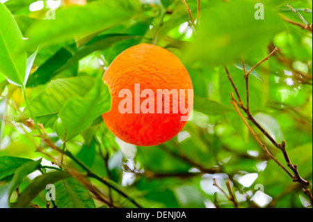 Arance mature appeso su un ramo di un albero di arancio nel grove Foto Stock