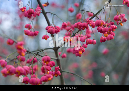 Unione mandrino o alberino comune (Euonymus europaeus) Foto Stock