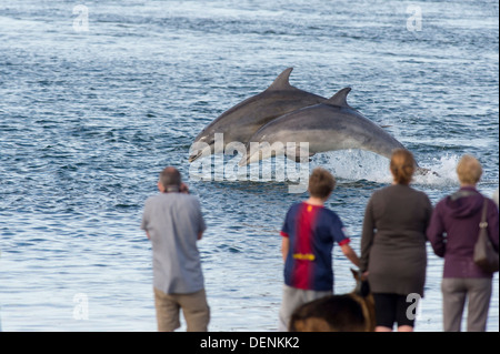 Comune dal naso a bottiglia dolphin (Tursiops truncatus) - punto Chanonry, Scotland, Regno Unito Foto Stock