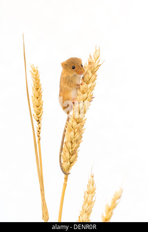Interruzione di un raccolto di topo (Micromys minutus) aggrappandosi ad una spiga di grano, vista laterale Foto Stock