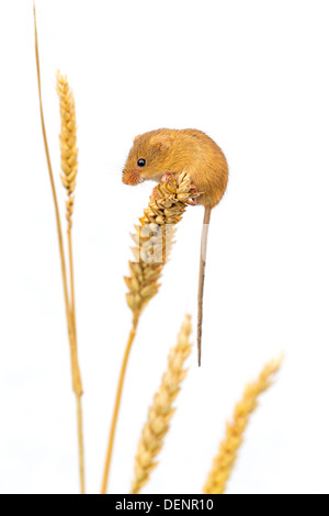 Interruzione di un raccolto di topo (Micromys minutus) aggrappandosi ad una spiga di grano, vista laterale Foto Stock