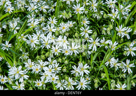 Fiori di colore bianco Stella starwort fiorisce come un tappeto sull'isola Oland in Svezia. Foto Stock