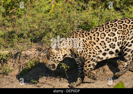 Foto di stock di una Jaguar stalking preda, Pantanal, Brasile. Foto Stock