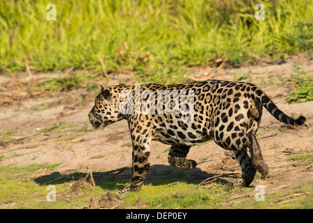 Foto di stock di una Jaguar stalking preda, Pantanal, Brasile. Foto Stock