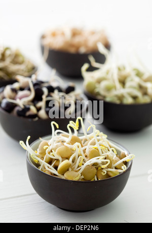 Piccole ciotole nero riempito con diversi legumi di germogliazione e impulsi; germogli di soia, piselli, fagioli e lenticchie. Foto Stock