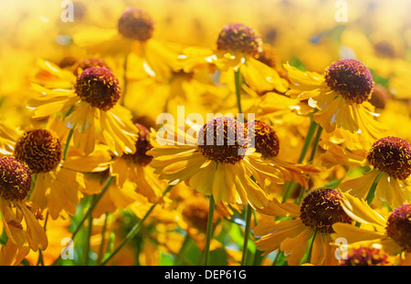 Di colore giallo brillante helenium fiori nel giardino Foto Stock