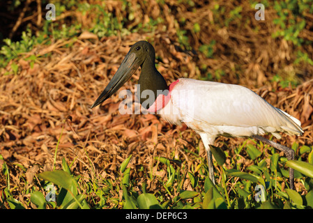 Il Brasile, Pantanal: Jabiru Aeroporto stork (Jabiru Aeroporto mycteria) in cerca di cibo Foto Stock