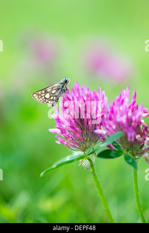 Skipper a scacchi butterfly (Carterocephalus palaemon) - REGNO UNITO Foto Stock