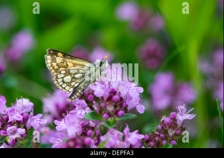 Skipper a scacchi butterfly (Carterocephalus palaemon) - REGNO UNITO Foto Stock