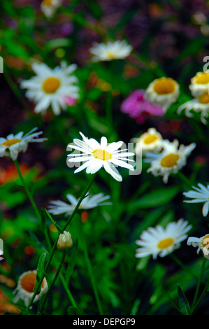 Fiori di primavera,hever,Kent, Inghilterra uk europa Foto Stock