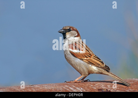 Casa passero maschio, Passer domesticus Foto Stock