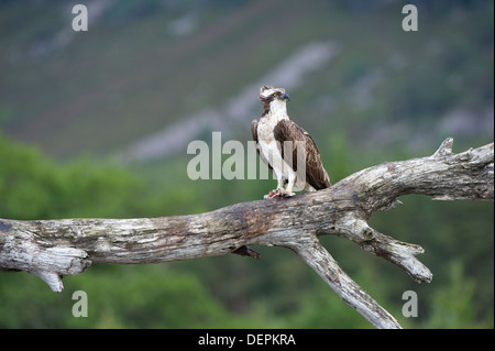 Falco pescatore (Pandion haliaetus) - Scozia, Regno Unito Foto Stock