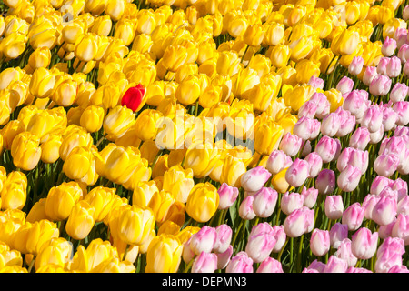 Rosa e tulipani gialli Foto Stock