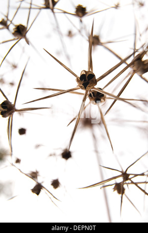 Testa di seme di Allium christophii ornamentali pianta bulbosa enormi globi di piccole a forma di stella fuochi d'artificio congelati in metà di esplosione Foto Stock