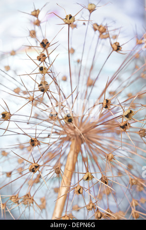 Testa di seme di Allium cristophii ornamentali pianta bulbosa enormi globi di piccole a forma di stella fuochi d'artificio congelati in metà di esplosione Foto Stock