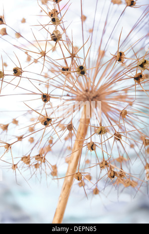 Testa di seme di Allium cristophii ornamentali pianta bulbosa enormi globi di piccole a forma di stella fuochi d'artificio congelati in metà di esplosione Foto Stock