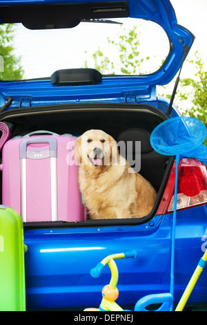 Chiudere riprese di una vettura con retriever cane in attesa in linea con i sacchetti per il viaggio, trickle, sfera, convogliatore-net Foto Stock