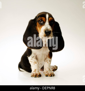 Basset Hound cucciolo ,10 settimane, contro uno sfondo bianco Foto Stock