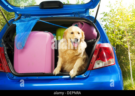 Chiudere scatta di un cane e borse e altri bagagli nel bagagliaio della vettura sul cortile pronto per andare in vacanza Foto Stock