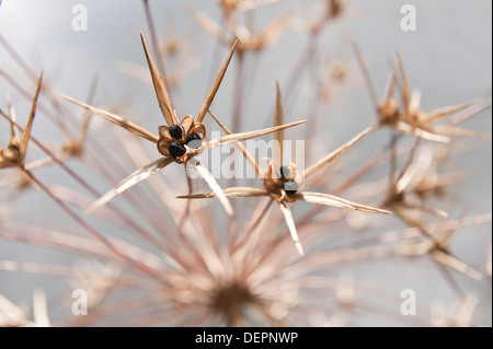 Testa di seme di Allium christophii ornamentali pianta bulbosa enormi globi di piccole a forma di stella fuochi d'artificio congelati in metà di esplosione Foto Stock