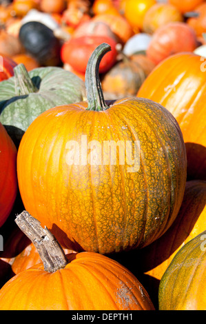 Zucche in vendita presso l'azienda Foto Stock