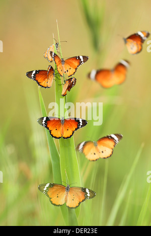 Un gregge di pianura Tiger (Danaus chrysippus) AKA africana di farfalla monarca si prepara per il resto per la notte Foto Stock