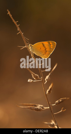 Il grande arabo di salmone butterfly, (Colotis fausta syn Madais fausta) è una piccola farfalla della famiglia Pieridae, Foto Stock