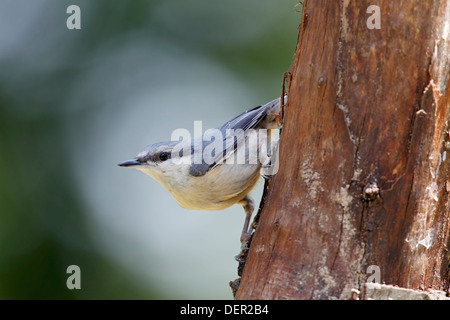 Eurasian picchio muratore (Sitta europaea) adulto scendendo da un albero, Bulgaria, Europa Foto Stock