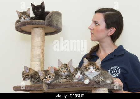 All'interno di Battersea cani e gatti Casa di Londra dove volontari mostrano i gattini di stampa che è stato dato potenziale royal nomi. Foto Stock