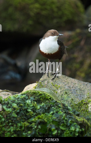 Merlo acquaiolo sulla roccia Foto Stock