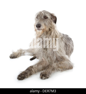 Irish Wolfhound isolato su uno sfondo bianco Foto Stock